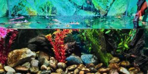 Natural Decorators: How Aquariums and Fish Tanks Can Add a Soothing and Serene Atmosphere to Your Home